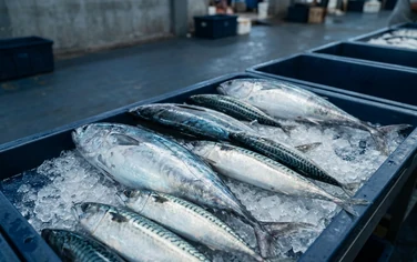 Ilustrasi AI perdagangan dan penanganan ikan laut
