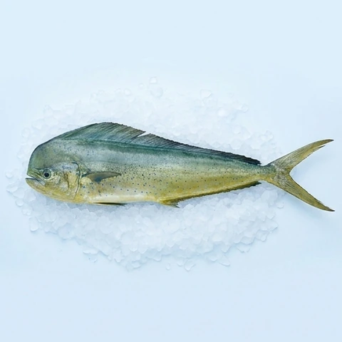 Ilustrasi AI Mahi-mahi / lemadang