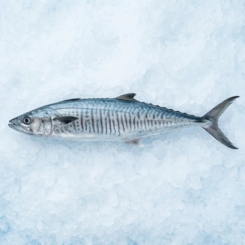 Ilustrasi AI Tenggiri