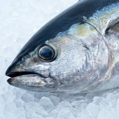 Ilustrasi AI tuna — Detail kepala