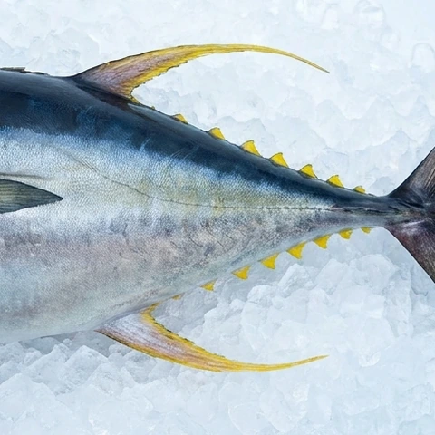 Ilustrasi AI tuna — Detail badan / ekor